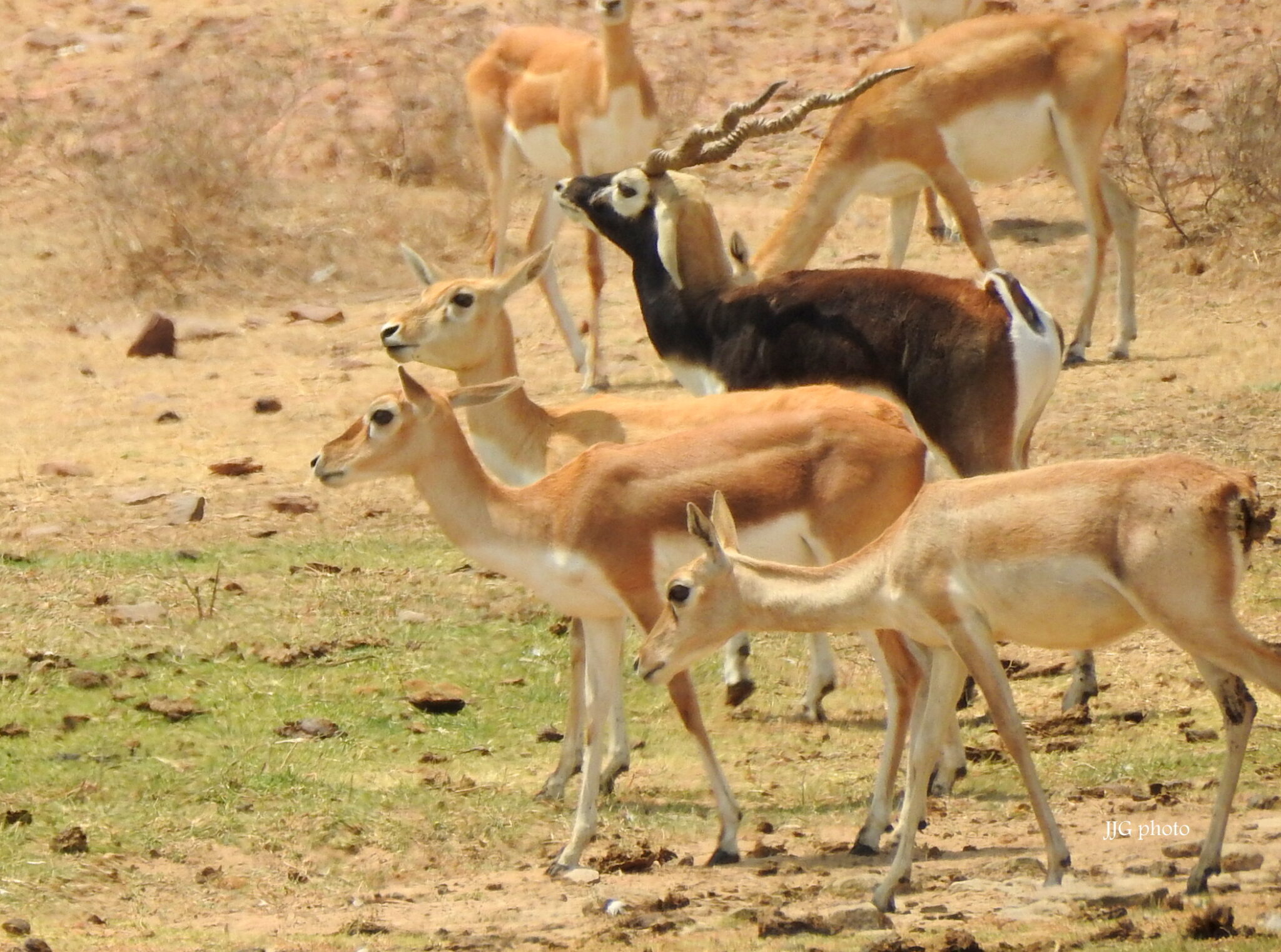 Mammals of Rajasthan - Wildlife NGO Jaipur Rajasthan India, Best NGO Jaipur