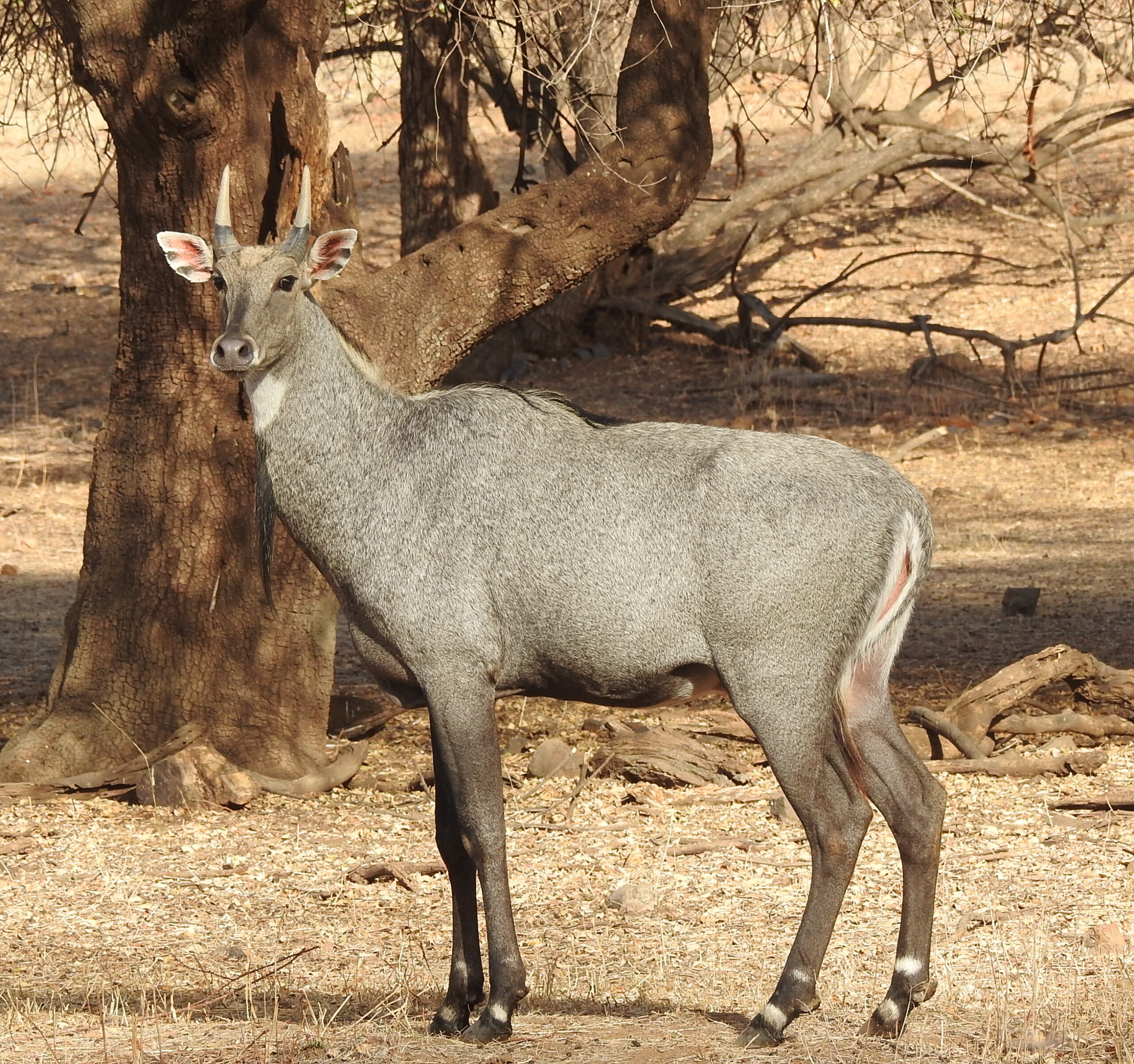 Mammals of Rajasthan - Wildlife NGO Jaipur Rajasthan India, Best NGO Jaipur