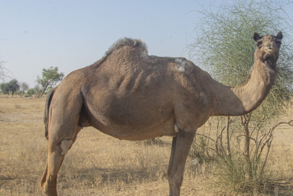 Mammals of Rajasthan - Wildlife NGO Jaipur Rajasthan India, Best NGO Jaipur